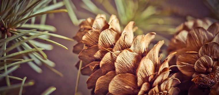 טווינא עיסוי רפואי – "הפיזיותרפיה הסינית"